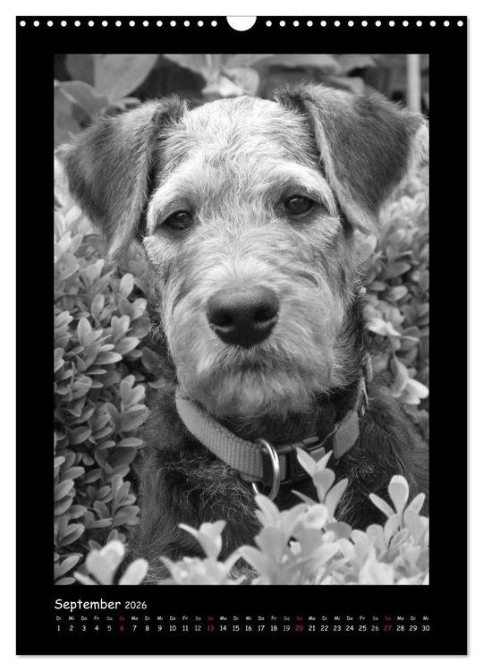 Produktbild: Der Airedale: Portraits eines "Dickkopfes" (Wandkalender 2026 DIN A3 hoch), CALVENDO Monatskalender