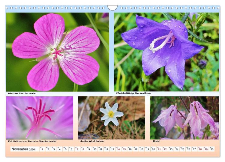 Produktbild: Alpiner Bl&uuml;tenzauber (Wandkalender 2026 DIN A3 quer), CALVENDO Monatskalender