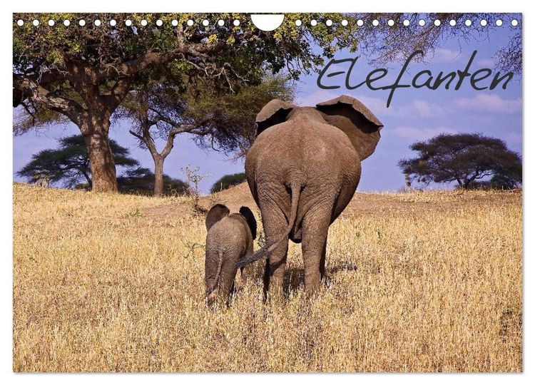 Produktbild: Elefanten (Wandkalender 2027 DIN A4 quer), CALVENDO Monatskalender