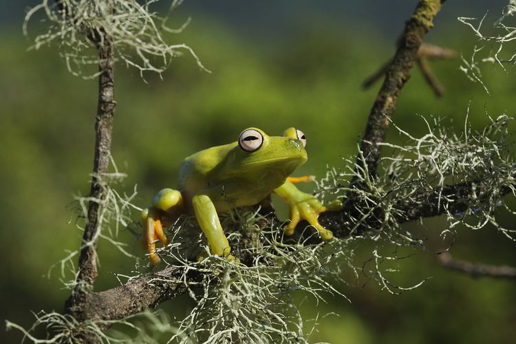 Produktbild: Amazonia - Abenteuer im Regenwald