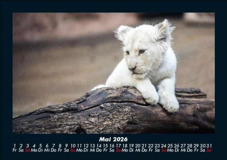 Produktbild: L&ouml;wen in der Wildnis 2026 Fotokalender DIN A5