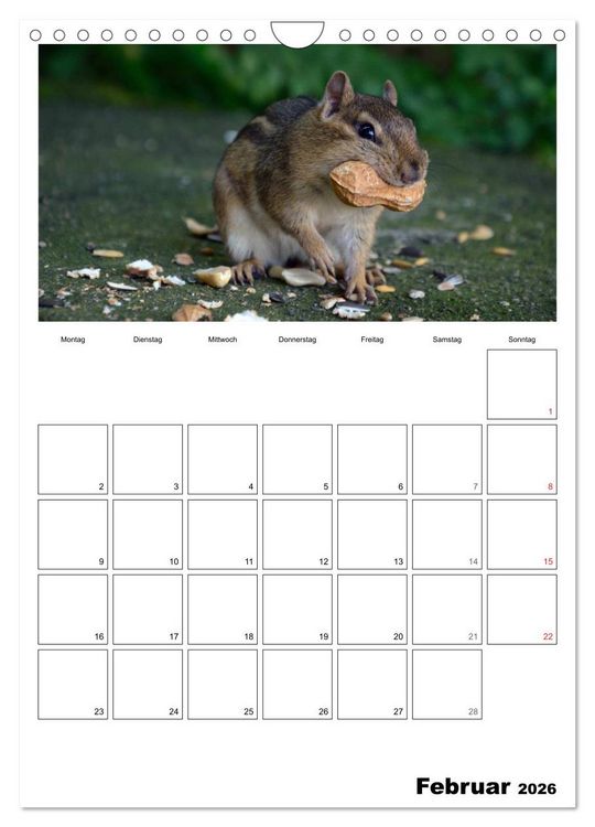 Produktbild: Streifenh&ouml;rnchen - neugierige Nager (Wandkalender 2026 DIN A4 hoch), CALVENDO Monatskalender