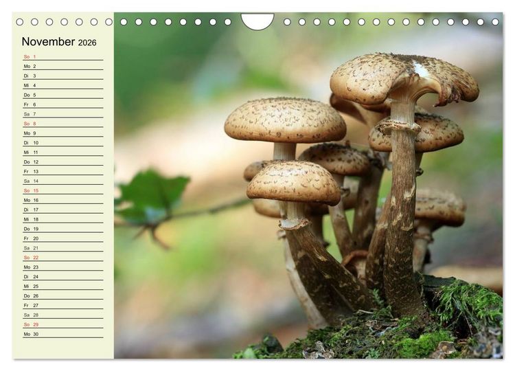 Produktbild: Pilze und Pilzgerichte (Wandkalender 2026 DIN A4 quer), CALVENDO Monatskalender