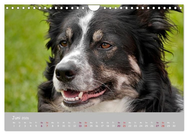 Produktbild: Dein Hund der treue Begleiter (Wandkalender 2026 DIN A4 quer), CALVENDO Monatskalender