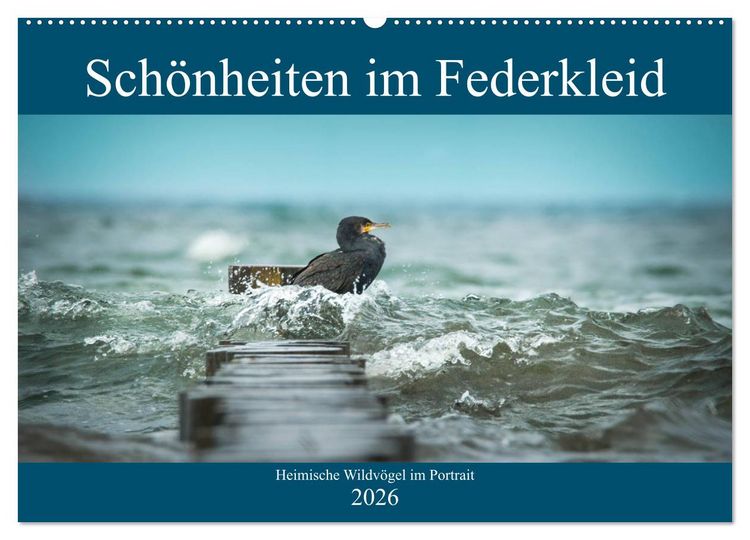 Produktbild: Sch&ouml;nheiten im Federkleid - Heimische Wildv&ouml;gel im Portrait (Wandkalender 2026 DIN A2 quer), CALVENDO Monatskalender