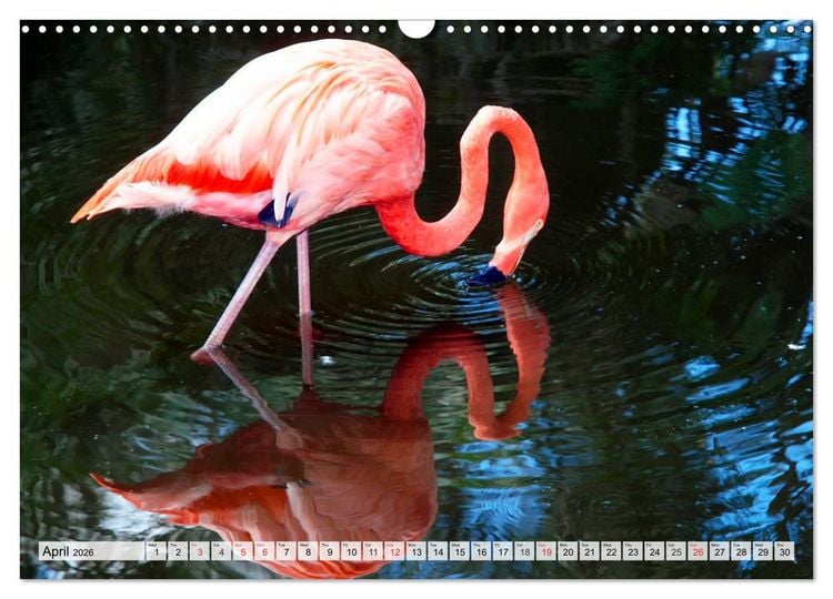 Produktbild: FLORIDA The Sunshine State (Wall Calendar 2026 DIN A3 landscape), CALVENDO 12 Month Wall Calendar