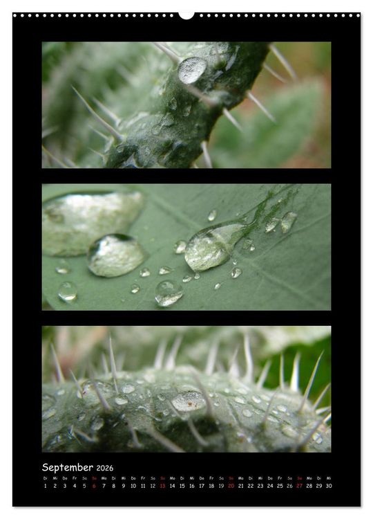Produktbild: ZAUBERWELT DER BLUMEN - EISKRISTALLE & WASSERPERLEN (Wandkalender 2026 DIN A2 hoch), CALVENDO Monatskalender