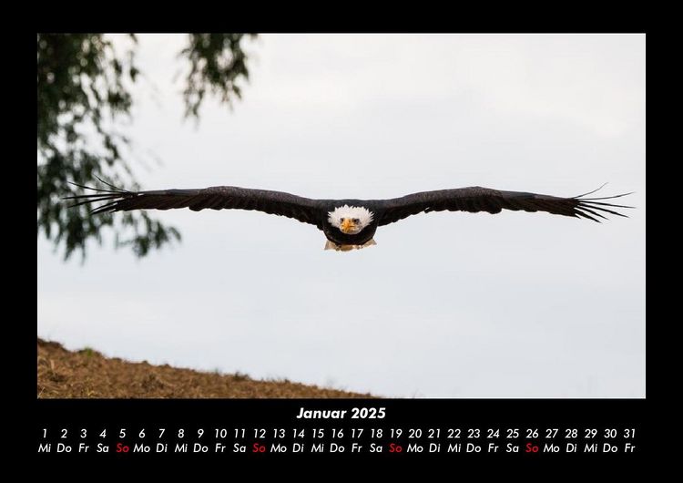 Produktbild: Adler 2025 Fotokalender DIN A3