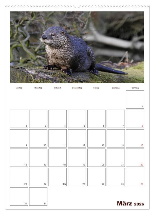 Produktbild: Der Fischotter-Terminplaner (Wandkalender 2026 DIN A2 hoch), CALVENDO Monatskalender
