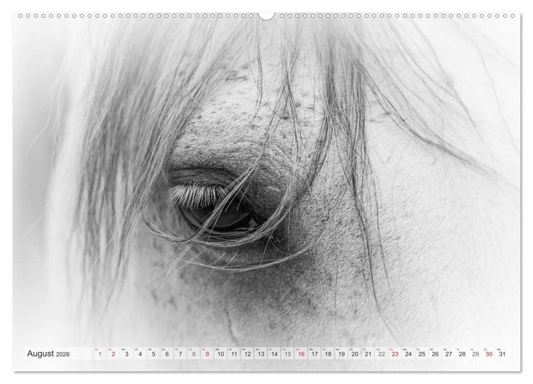 Produktbild: Emotionale Momente: Wei&szlig;e Pferde in schwarzwei&szlig;. (Wandkalender 2026 DIN A2 quer), CALVENDO Monatskalender