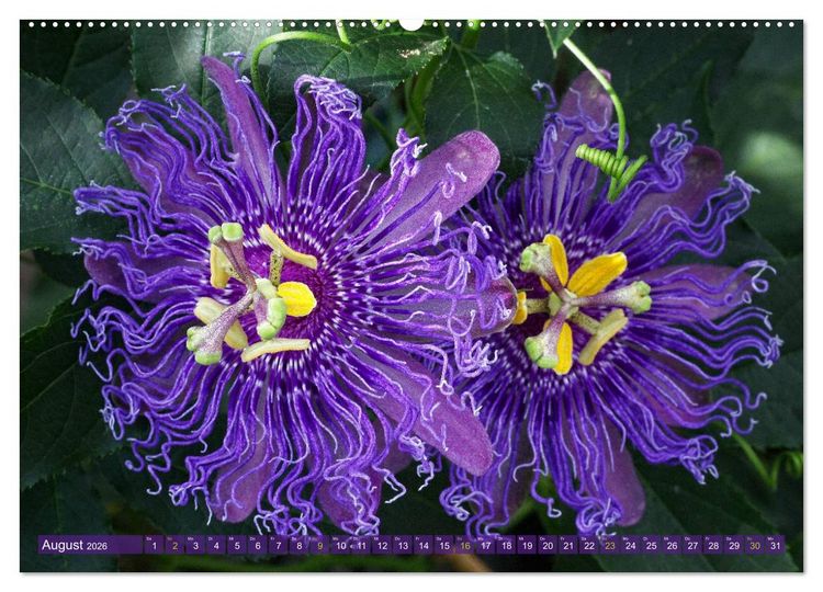 Produktbild: Flower Power - Zauberhafte K&uuml;belpflanzen (Wandkalender 2026 DIN A2 quer), CALVENDO Monatskalender