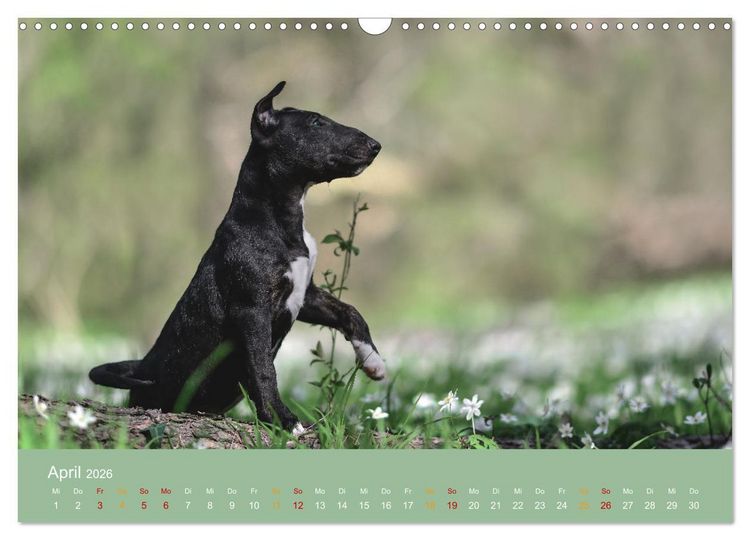 Produktbild: Bullterrier, liebenswerte Sturk&ouml;pfe (Wandkalender 2026 DIN A3 quer), CALVENDO Monatskalender