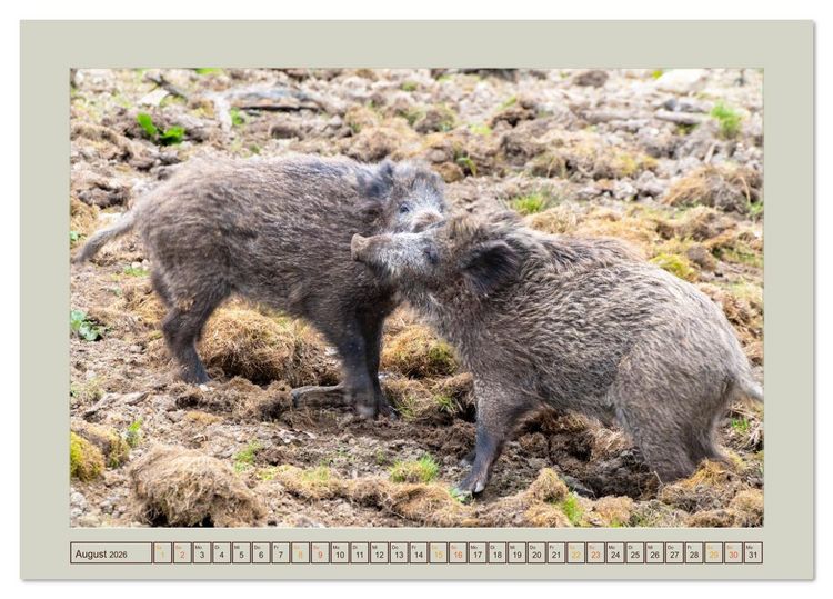 Produktbild: Wildschweine ganz nah an der Sau (Sus scrofa) von Tanja Riedel (Tischkalender 2026 DIN A5 quer), CALVENDO Monatskalender