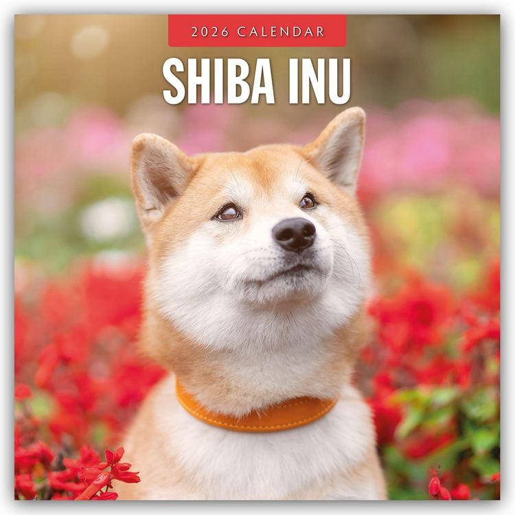 Produktbild: Shiba Inu 2026 – 16-Monatskalender