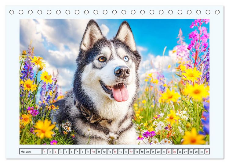 Produktbild: Siberian Husky. Kraftvolle Hunde voller Lebenslust und Energie (Tischkalender 2026 DIN A5 quer), CALVENDO Monatskalender