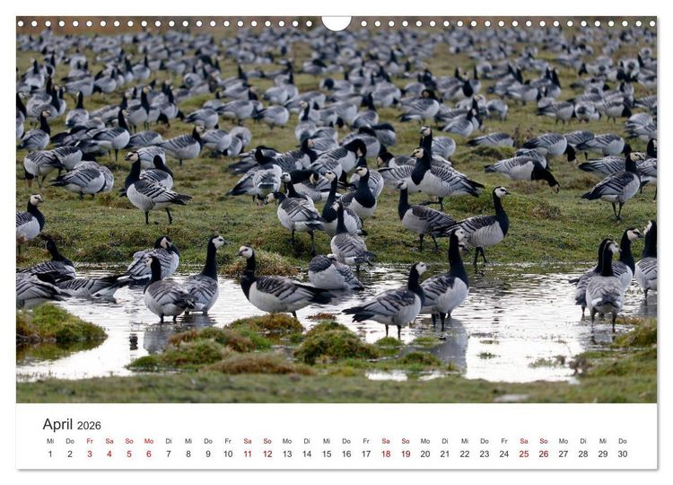Produktbild: Estland - Pittoreske Sch&ouml;nheit im Baltikum (Wandkalender 2026 DIN A3 quer), CALVENDO Monatskalender
