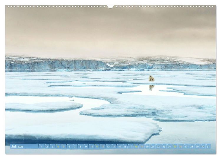 Produktbild: Eisb&auml;ren: Lebensk&uuml;nstler im Eis (hochwertiger Premium Wandkalender 2026 DIN A2 quer), Kunstdruck in Hochglanz