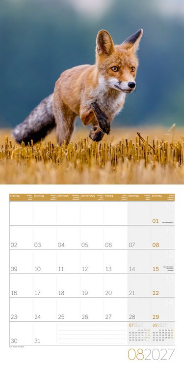 Produktbild: F&uuml;chse Kalender 2027 - 30x30 - Art12