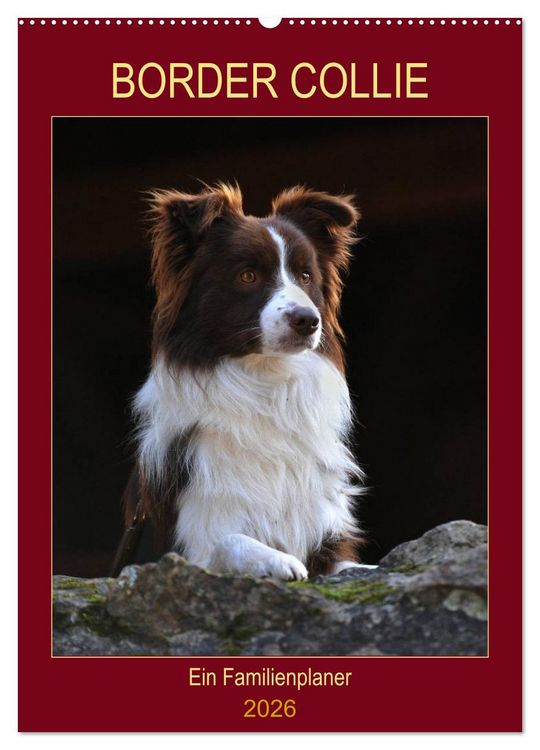 Produktbild: Border Collie - Ein Familienplaner (Wandkalender 2026 DIN A2 hoch), CALVENDO Monatskalender