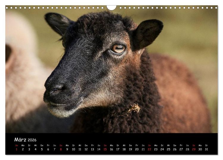 Produktbild: Schafe und L&auml;mmer (Wandkalender 2026 DIN A3 quer), CALVENDO Monatskalender