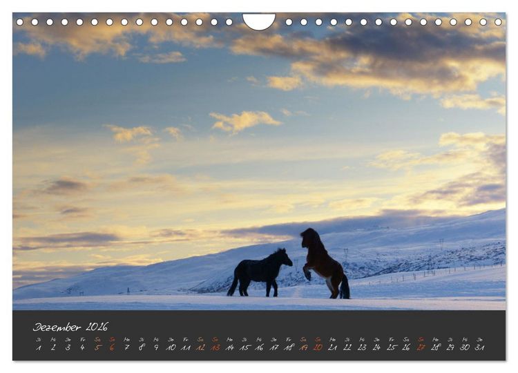 Produktbild: Islandpferde im Isi-Land (Wandkalender 2026 DIN A4 quer), CALVENDO Monatskalender
