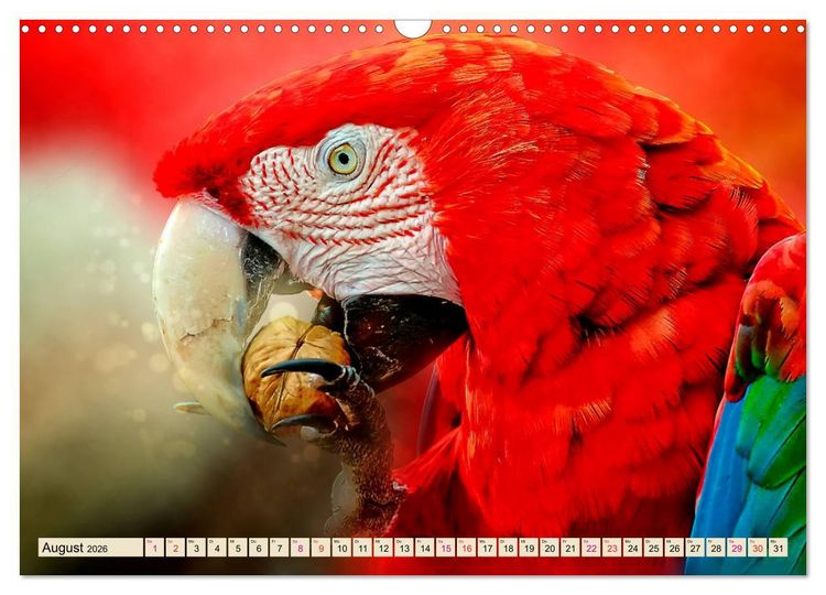 Produktbild: Mein bunter Papagei (Wandkalender 2026 DIN A3 quer), CALVENDO Monatskalender