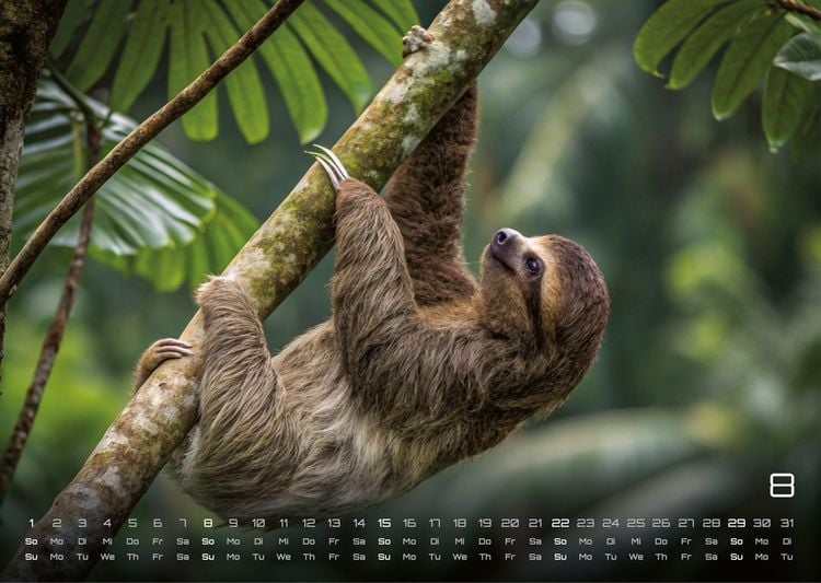 Produktbild: Faultiere &ndash; Chill mal! - 2027 - Kalender DIN A3