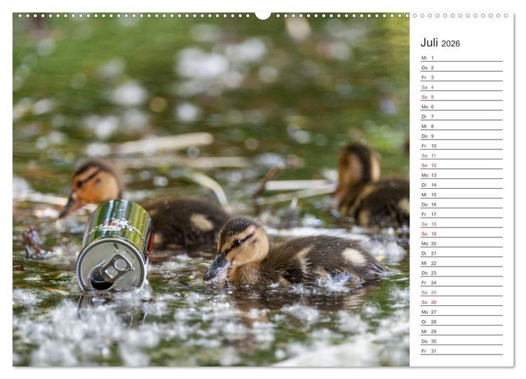 Produktbild: Emotionale Momente: Die Stockente. (Wandkalender 2026 DIN A2 quer), CALVENDO Monatskalender