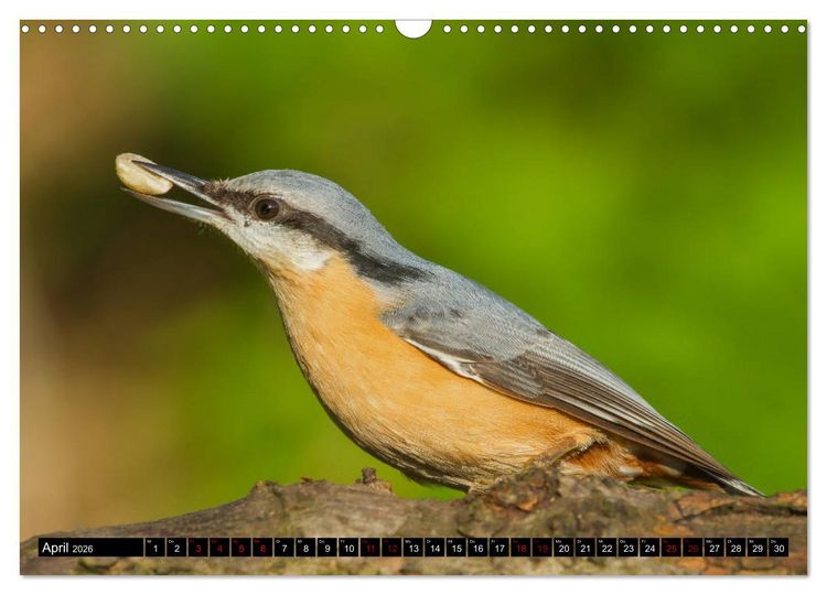 Produktbild: V&ouml;gel aus dem Garten (Wandkalender 2026 DIN A3 quer), CALVENDO Monatskalender