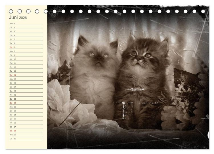 Produktbild: Oma's Katzenkalender 2026 (Tischkalender 2026 DIN A5 quer), CALVENDO Monatskalender