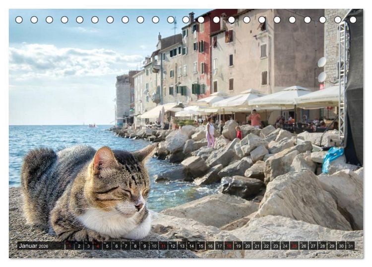 Produktbild: Die Katzen von Rovinj (Tischkalender 2026 DIN A5 quer), CALVENDO Monatskalender