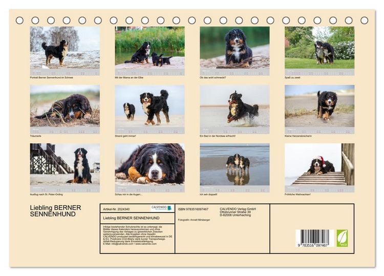 Produktbild: Liebling BERNER SENNENHUND (Tischkalender 2026 DIN A5 quer), CALVENDO Monatskalender