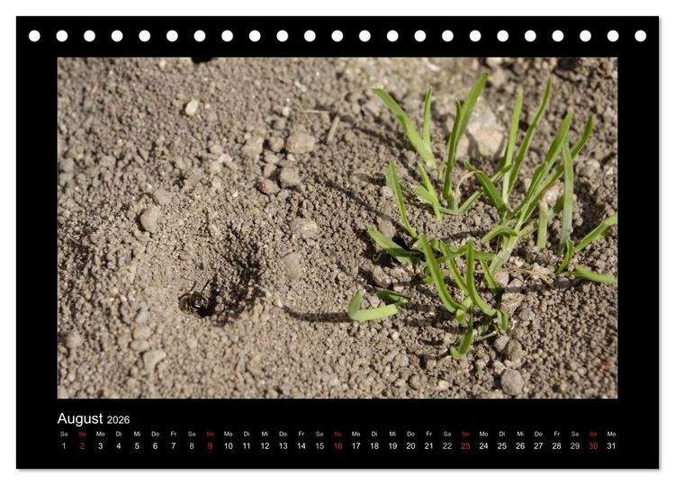 Produktbild: Die Wildbienen Deutschlands (Tischkalender 2026 DIN A5 quer), CALVENDO Monatskalender
