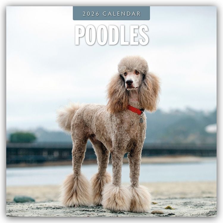 Produktbild: Poodles – Pudel 2026 – 16-Monatskalender