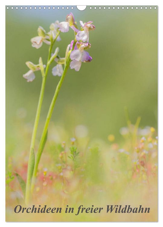 Produktbild: Orchideen in freier Wildbahn (Wandkalender 2026 DIN A3 hoch), CALVENDO Monatskalender