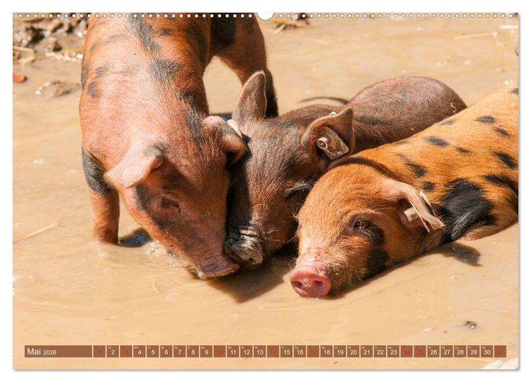 Produktbild: Gl&uuml;ckliche Schweine Berkshire-Iberico Ferkel (hochwertiger Premium Wandkalender 2026 DIN A2 quer), Kunstdruck in Hochglanz