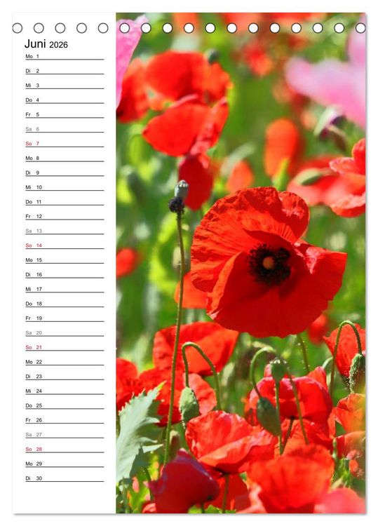Produktbild: Mohn, zarte Bl&uuml;ten, starke Farben, der Geburtstagskalender (Tischkalender 2026 DIN A5 hoch), CALVENDO Monatskalender