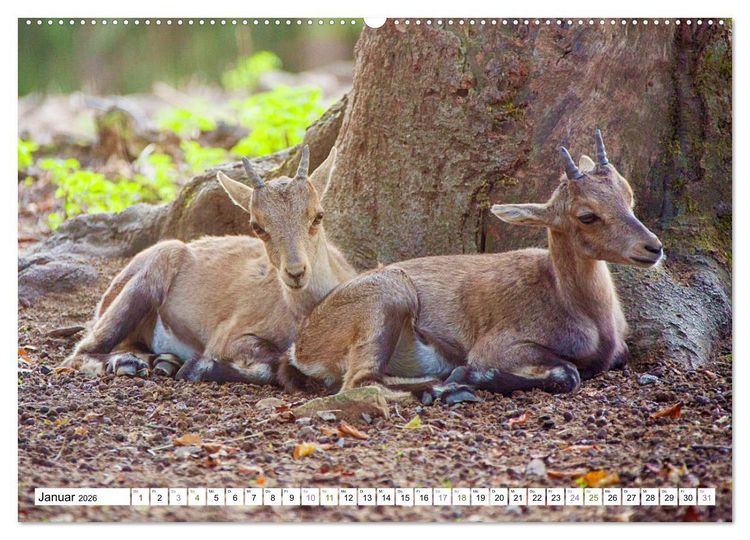 Produktbild: Steinb&ouml;cke - imposante Tiere (hochwertiger Premium Wandkalender 2026 DIN A2 quer), Kunstdruck in Hochglanz
