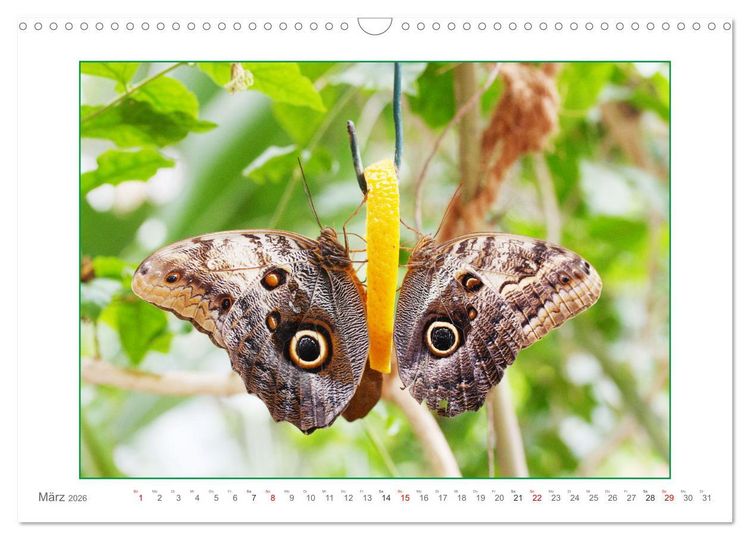 Produktbild: Sanfte Natur (Wandkalender 2026 DIN A3 quer), CALVENDO Monatskalender