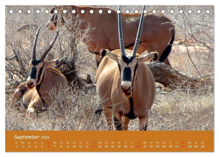 Produktbild: Auge in Auge mit den Tieren Afrikas (Tischkalender 2026 DIN A5 quer), CALVENDO Monatskalender