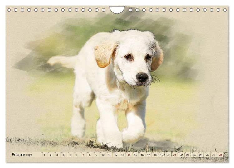 Produktbild: Golden Retriever 2027 (Wandkalender 2027 DIN A4 quer), CALVENDO Monatskalender