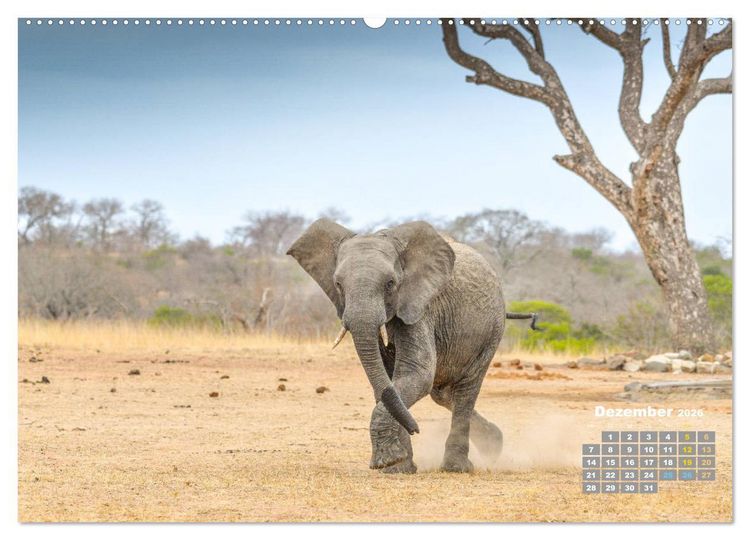 Produktbild: Babyelefanten (hochwertiger Premium Wandkalender 2026 DIN A2 quer), Kunstdruck in Hochglanz