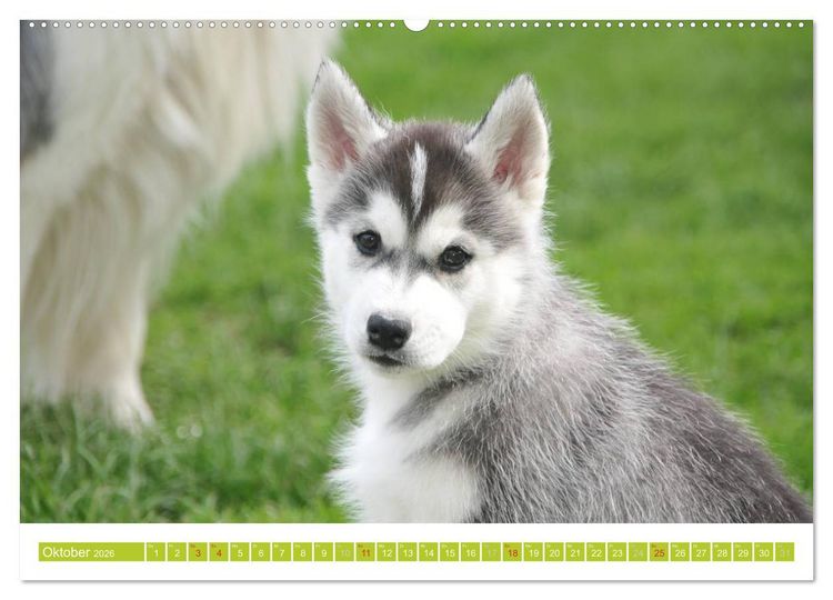 Produktbild: Siberian Husky - der Urtyp (hochwertiger Premium Wandkalender 2026 DIN A2 quer), Kunstdruck in Hochglanz