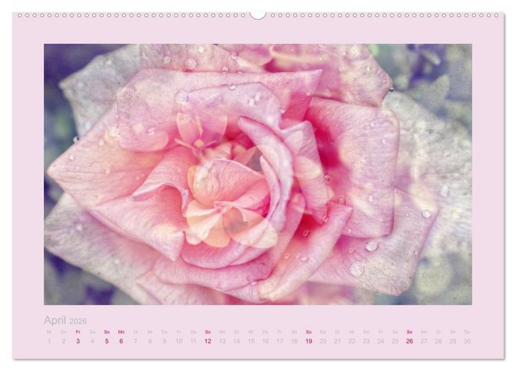 Produktbild: Romantische Rosen (Wandkalender 2026 DIN A2 quer), CALVENDO Monatskalender