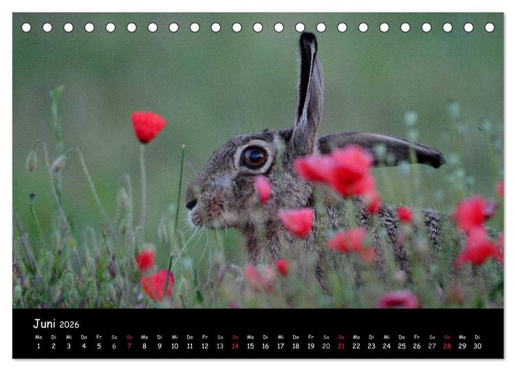 Produktbild: Naturjuwelen - Neusiedler See (Tischkalender 2026 DIN A5 quer), CALVENDO Monatskalender