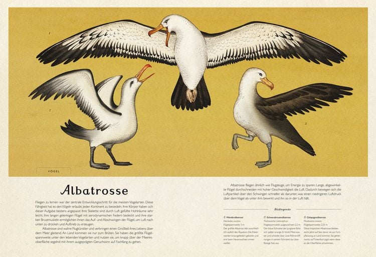 Produktbild: Das Museum der Tiere