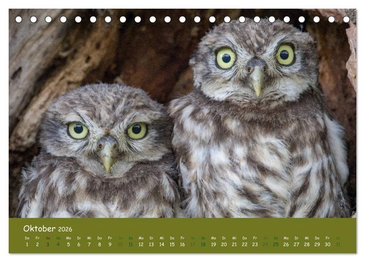 Produktbild: Steink&auml;uze (Athene noctua) (Tischkalender 2026 DIN A5 quer), CALVENDO Monatskalender