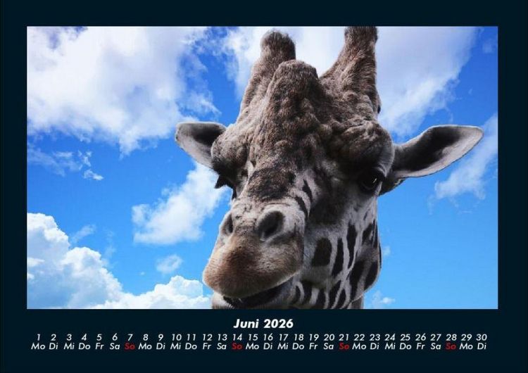 Produktbild: Giraffen 2026 Fotokalender DIN A4