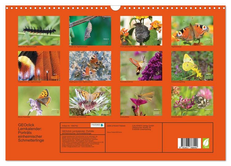 Produktbild: GEOclick Lernkalender: Portr&auml;ts einheimischer Schmetterlinge (Wandkalender 2026 DIN A3 quer), CALVENDO Monatskalender