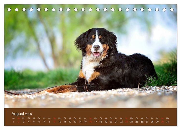 Produktbild: Berner Sennenhunde (Tischkalender 2026 DIN A5 quer), CALVENDO Monatskalender